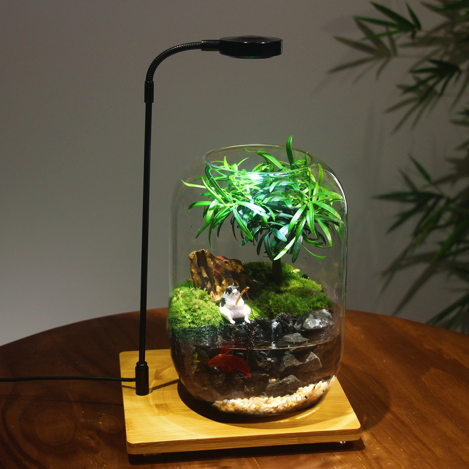 Cat Fishing in Terrarium