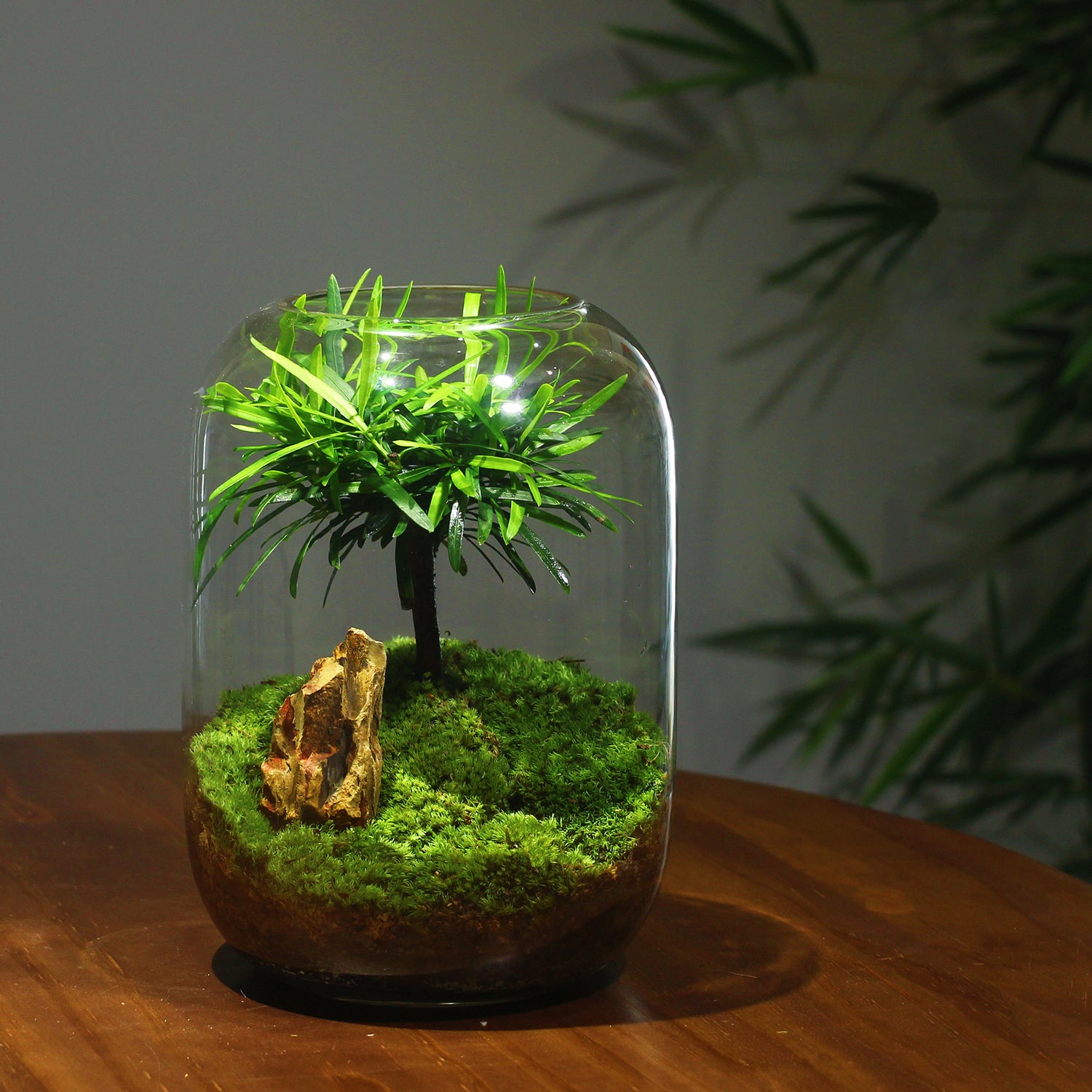 Buddhist Pine in Terrarium