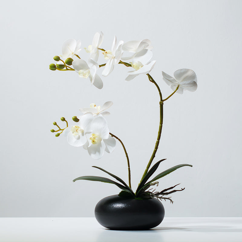 Faux Phalaenopsis Orchid Arrangement in Black Ceramic Vase - 15.7"