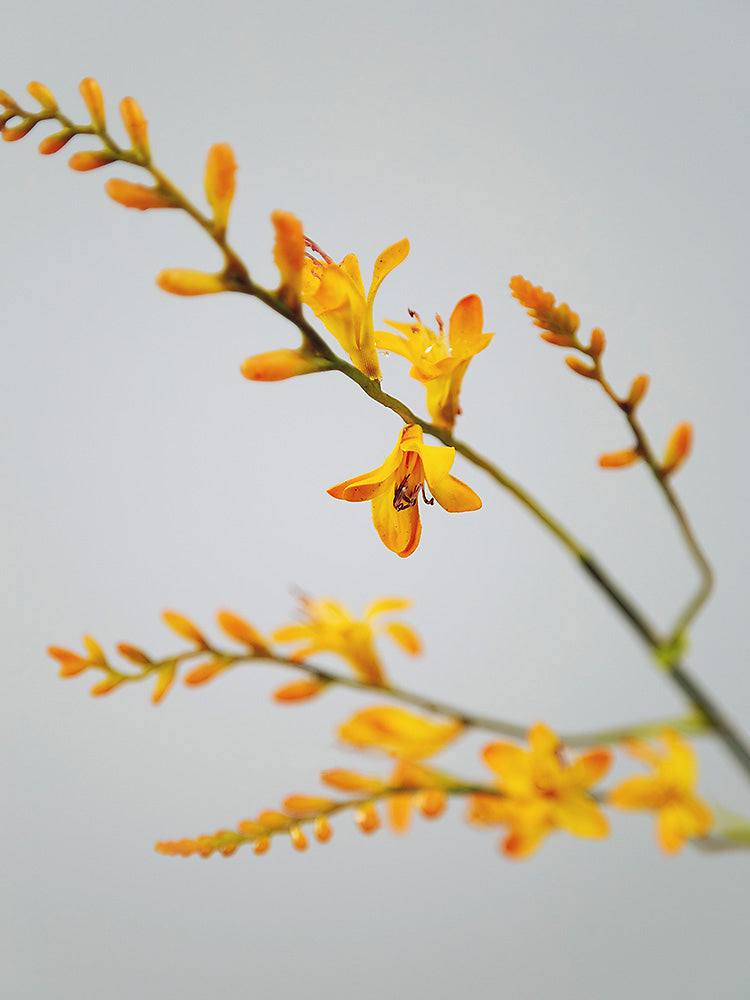 Stelo di Orchidea di Fuoco Artificiale (Renanthera) - Spruzzo Floreale Alto per Decorazione in Vaso - 37"
