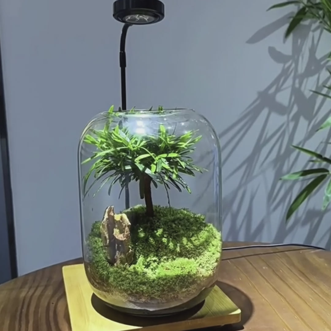 Buddhist Pine in Terrarium