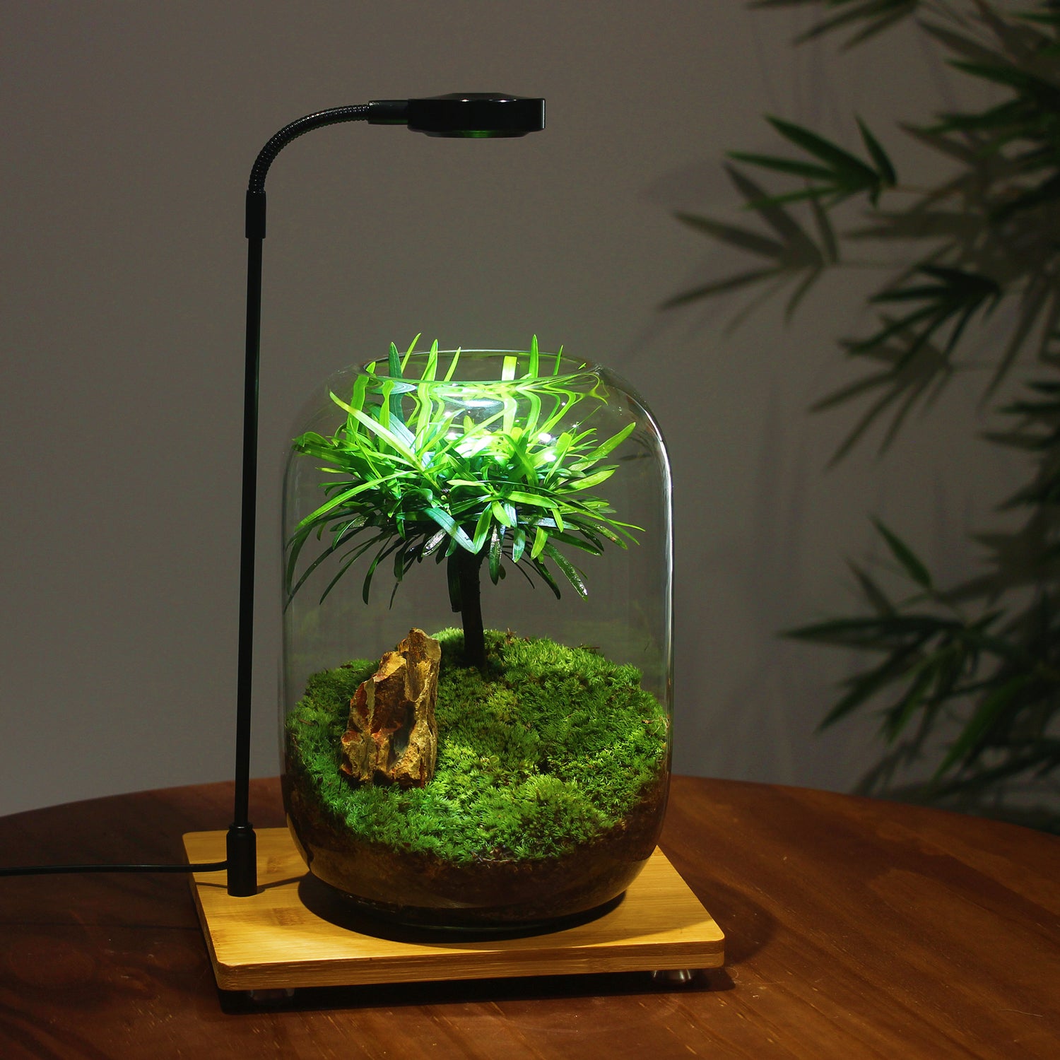 Buddhist Pine in Terrarium