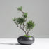 Minimalist artificial pine tree in black ceramic vase styled on a side table for modern home decor