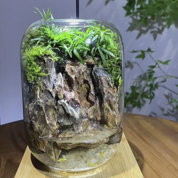 Mountain Stream in Terrarium