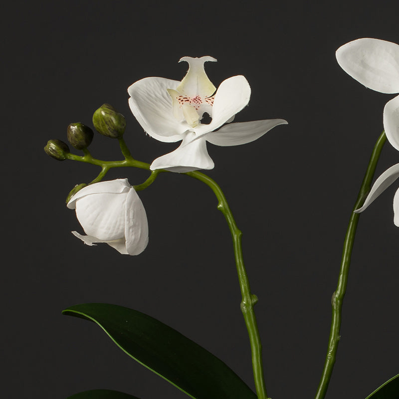 Close-up of phalaenopsis orchid blooms, highlighting soft petals and realistic real touch texture with natural color variation.